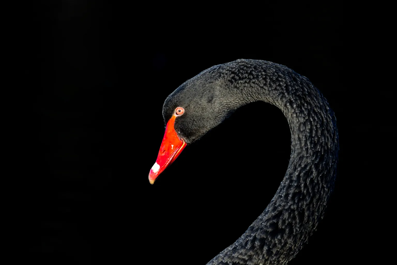 探索SWAN:尾部风险事件的配置基金